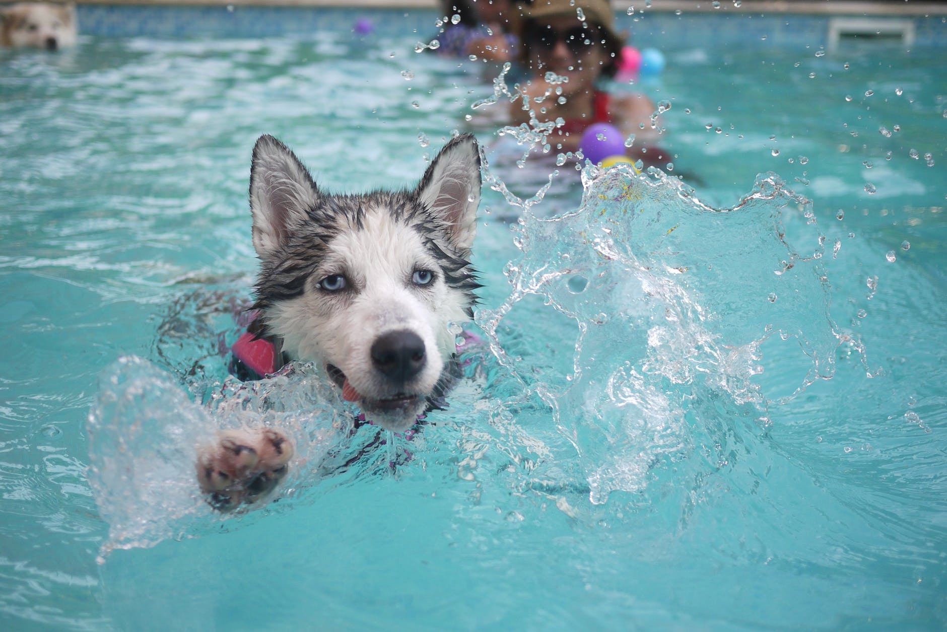 dog-animal-puppy-siberian-huskies-67577